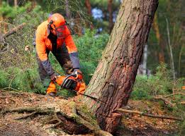 How Our Tree Care Process Works  in  Renovo, PA