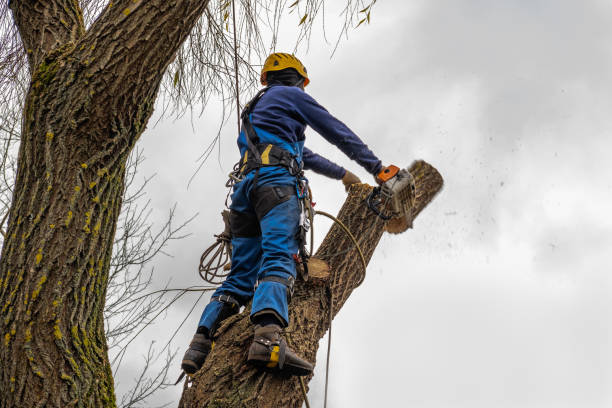 Renovo, PA Tree Services Company