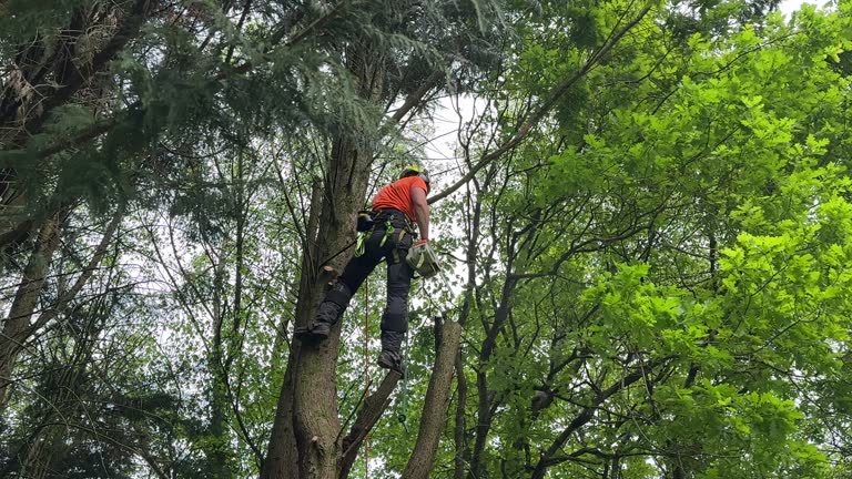 Best Tree Health Inspection  in Renovo, PA